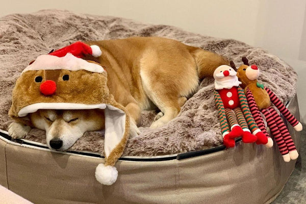 Pet Lounge Dog Bed in Cappuccino - Faux Fur - Medium (Easy-Clean, Pet-Friendly, In/Outdoor)