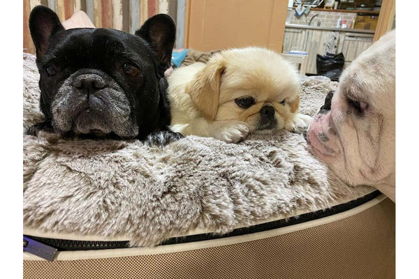 Pet Lounge Dog Bed in Cappuccino - Faux Fur - Medium (Easy-Clean, Pet-Friendly, In/Outdoor)