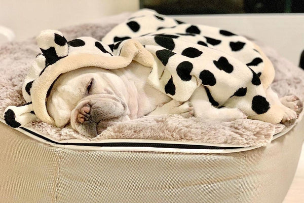 Pet Lounge Dog Bed in Cappuccino - Faux Fur - Medium (Easy-Clean, Pet-Friendly, In/Outdoor)