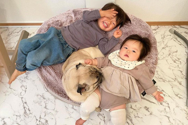 Pet Lounge Dog Bed in Cappuccino - Faux Fur - Medium (Easy-Clean, Pet-Friendly, In/Outdoor)