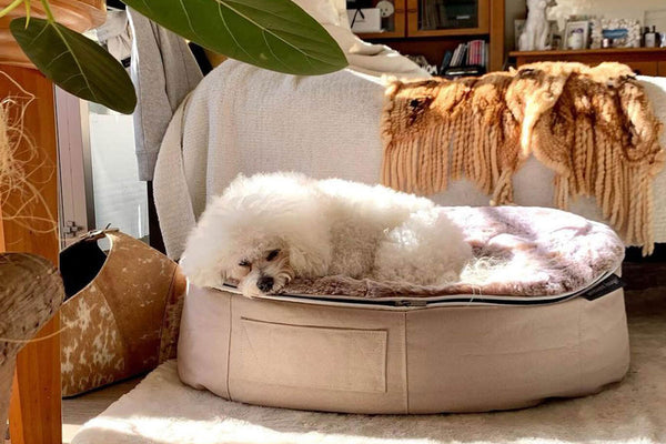 Pet Lounge Dog Bed in Cappuccino - Faux Fur - Medium (Easy-Clean, Pet-Friendly, In/Outdoor)