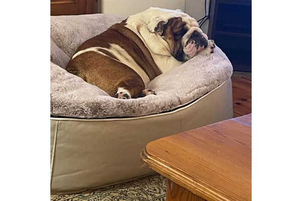 Pet Lounge Dog Bed in Cappuccino - Faux Fur - Medium (Easy-Clean, Pet-Friendly, In/Outdoor)