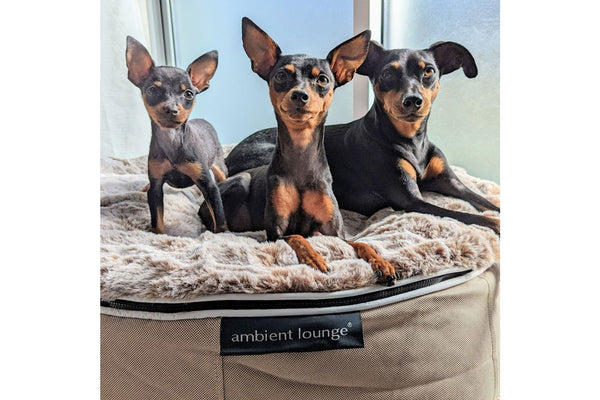 Pet Lounge Dog Bed in Cappuccino - Faux Fur - Medium (Easy-Clean, Pet-Friendly, In/Outdoor)