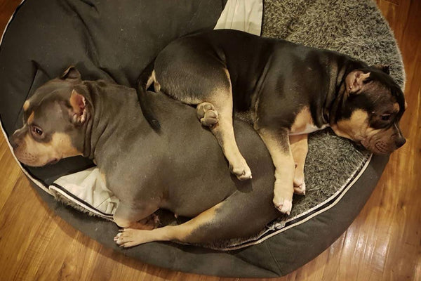 Pet Lounge Dog Bed in Supernova - Faux Fur - Medium (Easy-Clean, Pet-Friendly, In/Outdoor)