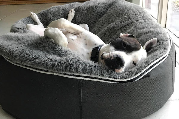 Pet Lounge Dog Bed in Supernova - Faux Fur - Medium (Easy-Clean, Pet-Friendly, In/Outdoor)