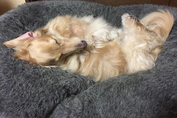 Pet Lounge Dog Bed in Supernova - Faux Fur - Medium (Easy-Clean, Pet-Friendly, In/Outdoor)