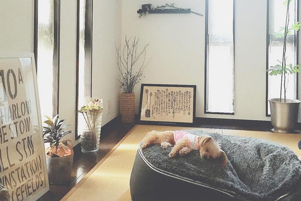 Pet Lounge Dog Bed in Supernova - Faux Fur - Medium (Easy-Clean, Pet-Friendly, In/Outdoor)