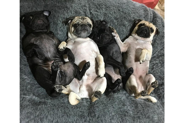 Pet Lounge Dog Bed in Supernova - Faux Fur - Medium (Easy-Clean, Pet-Friendly, In/Outdoor)