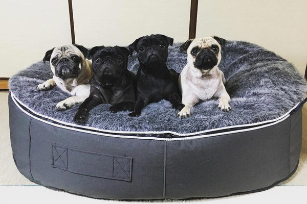 Pet Lounge Dog Bed in Supernova - Faux Fur - Medium (Easy-Clean, Pet-Friendly, In/Outdoor)