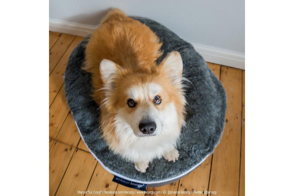 Pet Lounge Dog Bed in Supernova - Faux Fur - Small (Easy-Clean, Pet-Friendly, In/Outdoor)