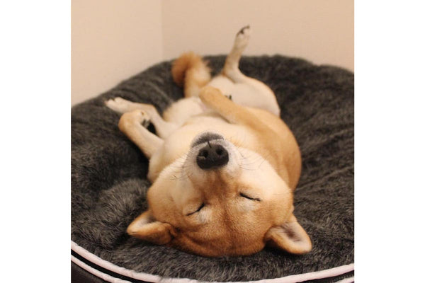 Pet Lounge Dog Bed in Supernova - Faux Fur - Small (Easy-Clean, Pet-Friendly, In/Outdoor)