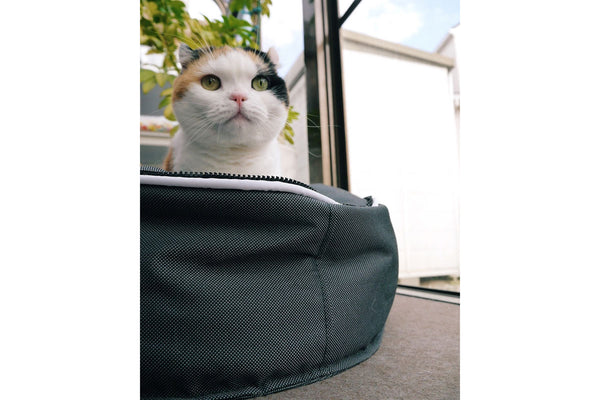 Pet Lounge Dog Bed in Supernova - Faux Fur - Small (Easy-Clean, Pet-Friendly, In/Outdoor)