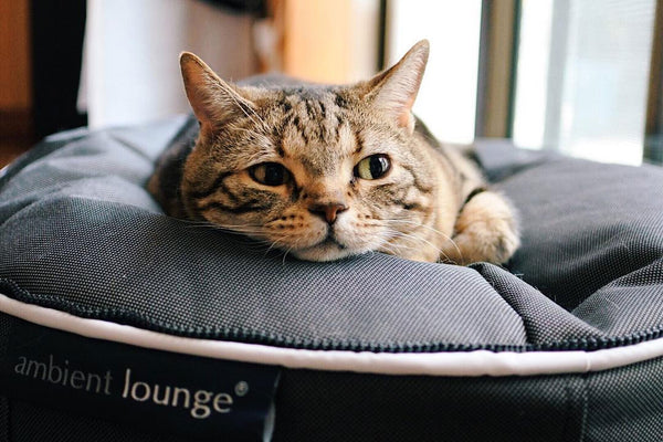 Pet Lounge Dog Bed in Supernova - Faux Fur - Small (Easy-Clean, Pet-Friendly, In/Outdoor)