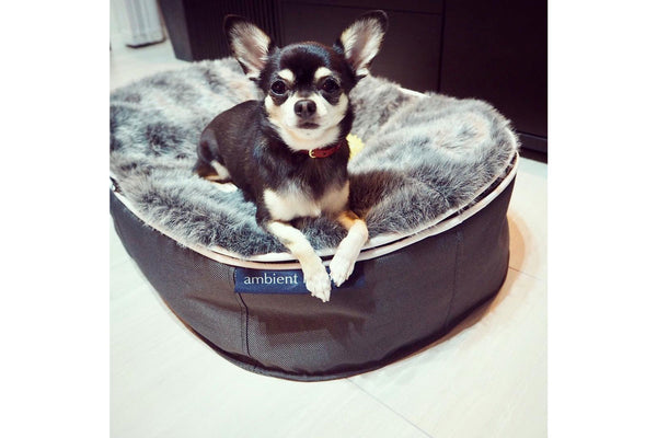 Pet Lounge Dog Bed in Supernova - Faux Fur - Small (Easy-Clean, Pet-Friendly, In/Outdoor)