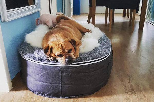 Pet Lounge Dog Bed in Supernova - Faux Fur - Small (Easy-Clean, Pet-Friendly, In/Outdoor)