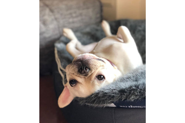 Pet Lounge Dog Bed in Supernova - Faux Fur - Small (Easy-Clean, Pet-Friendly, In/Outdoor)