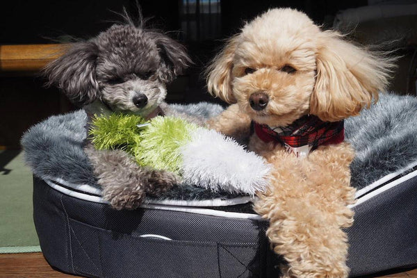 Pet Lounge Dog Bed in Supernova - Faux Fur - Small (Easy-Clean, Pet-Friendly, In/Outdoor)