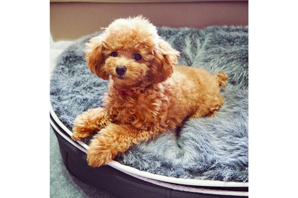 Pet Lounge Dog Bed in Supernova - Faux Fur - Small (Easy-Clean, Pet-Friendly, In/Outdoor)