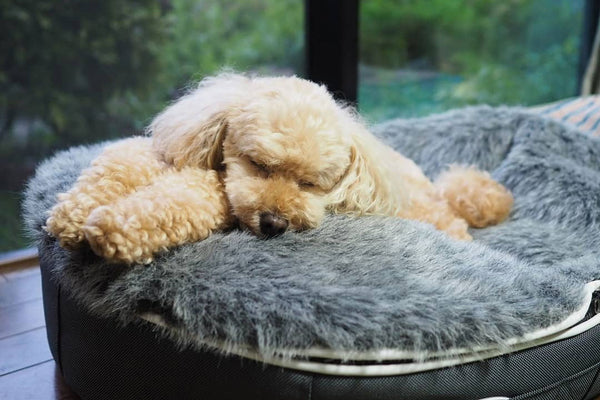 Pet Lounge Dog Bed in Supernova - Faux Fur - Small (Easy-Clean, Pet-Friendly, In/Outdoor)