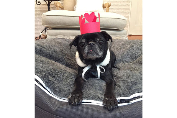 Pet Lounge Dog Bed in Supernova - Faux Fur - Small (Easy-Clean, Pet-Friendly, In/Outdoor)