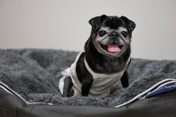 Pet Lounge Dog Bed in Supernova - Faux Fur - Small (Easy-Clean, Pet-Friendly, In/Outdoor)