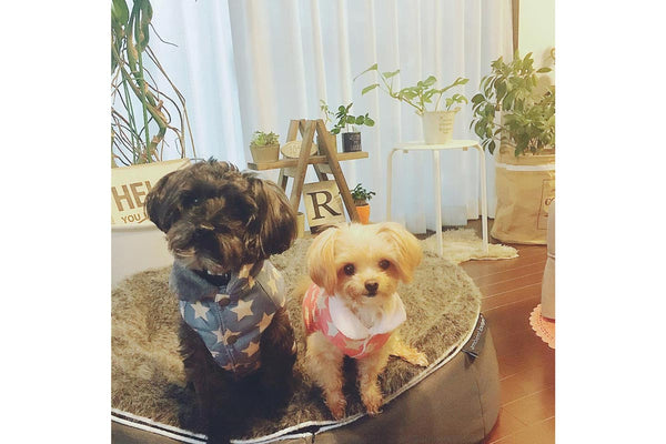 Pet Lounge Dog Bed in Supernova - Faux Fur - Small (Easy-Clean, Pet-Friendly, In/Outdoor)